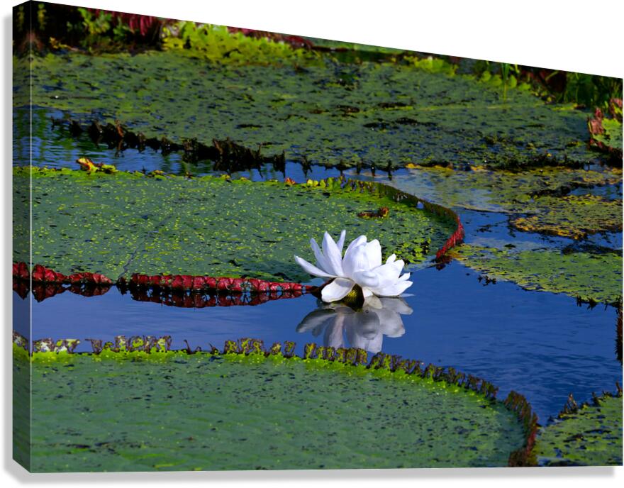 Amazon Water Lilly Canvas Print