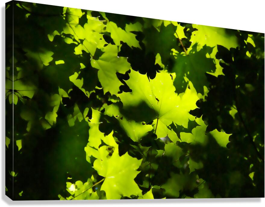 Maple Leaves Canvas Print