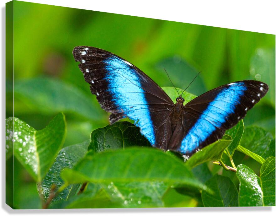 Achilles Blue Morpho Butterfly Canvas Print