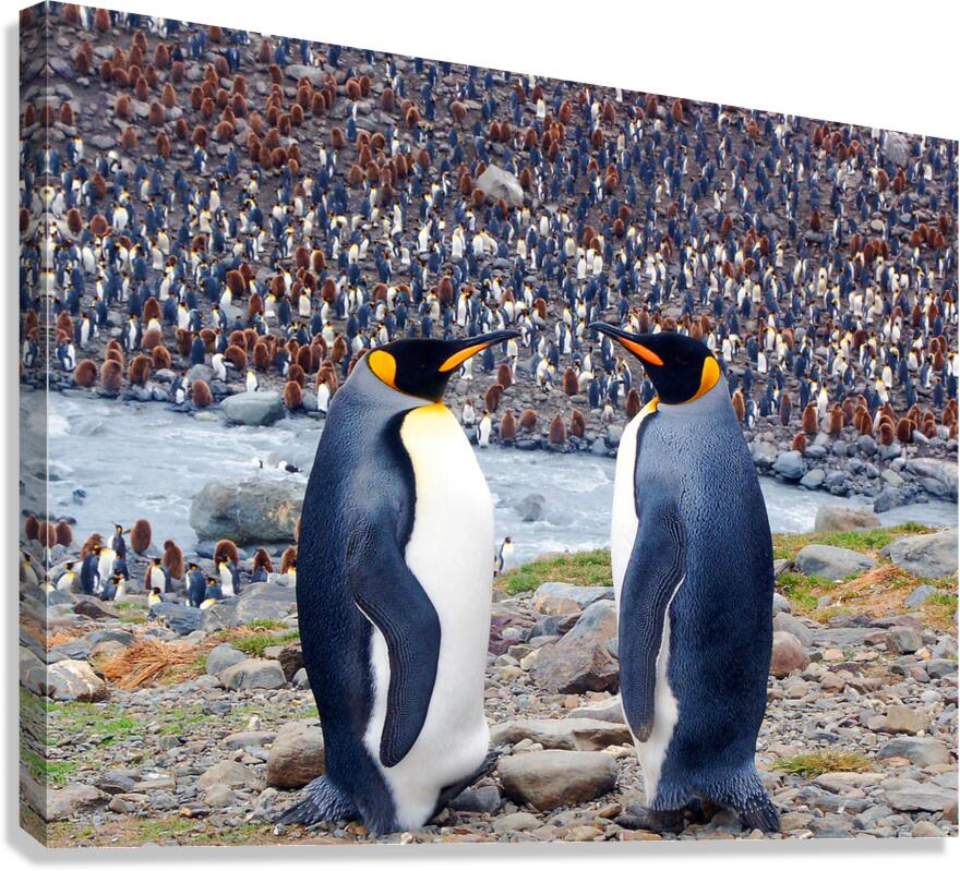 Conversation Canvas Print