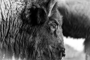 Bison