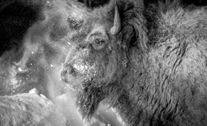 Snowy Bison 2