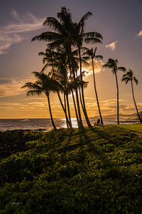Palm Sunset