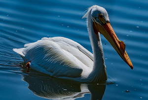 Pelican blue