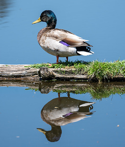 Duck reflection 