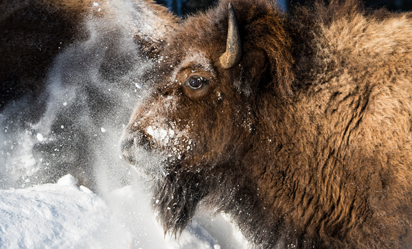 Bison Portrait by Kelly Fox