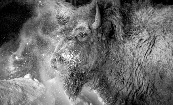 Snowy Bison 2 by Kelly Fox
