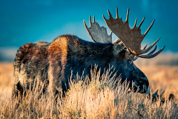 Bull Moose by Kelly Fox