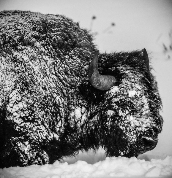 Snowy bison  by Kelly Fox