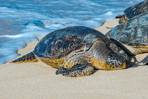 Sea Turtle Sun Bathing by Kelly Fox