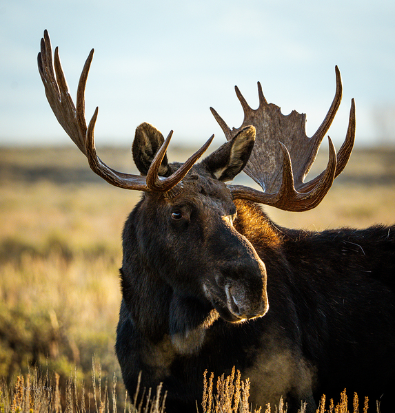 Bull Moose 2 by Kelly Fox