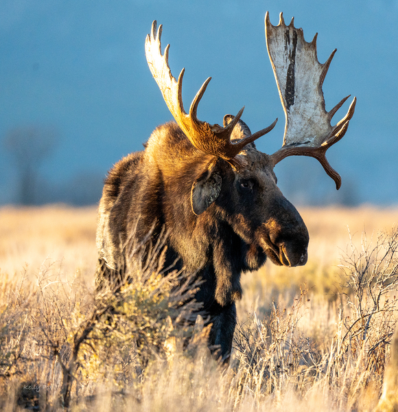 Drop Tine Bull by Kelly Fox