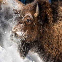 Bison Portrait