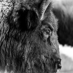 Bison