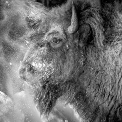 Snowy Bison 2