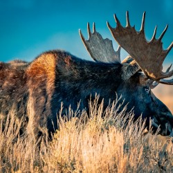 Bull Moose