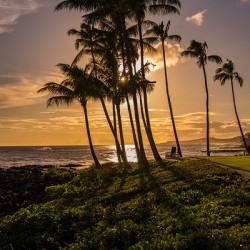 Palm Sunset