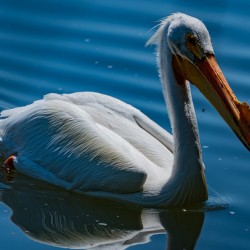 Pelican blue