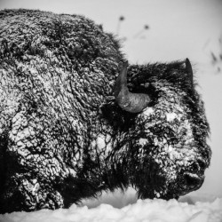 Snowy bison 