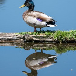 Duck reflection 