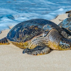 Sea Turtle Sun Bathing