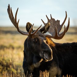 Bull Moose 2