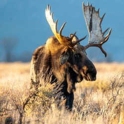 Drop Tine Bull