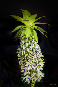 Eucomis