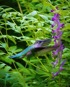Hummingbird and Corydalis