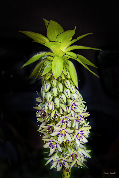 Eucomis Print