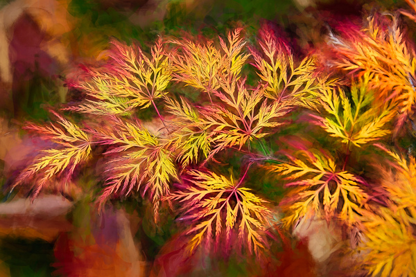 Fall Fireworks by E Jerauld