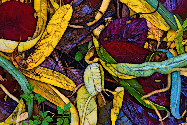 Fall colors 2 by E Jerauld