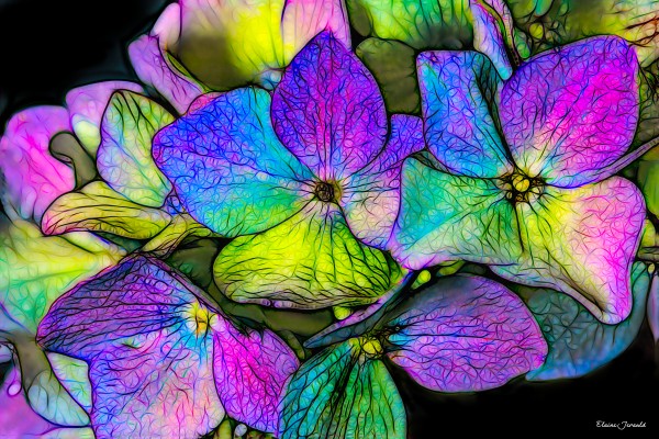 Hydrangea by E Jerauld