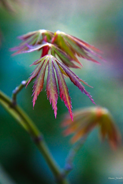 Japanese maple by E Jerauld