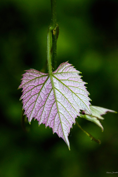 Young grape leaf by E Jerauld