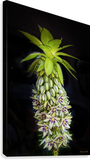 Eucomis Canvas Print