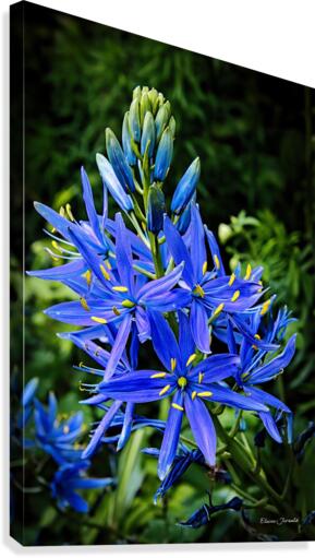 Camas Canvas Print