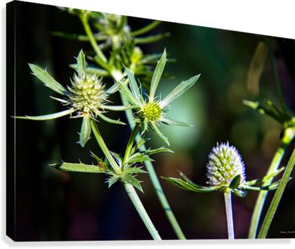 Eryngium Canvas Print