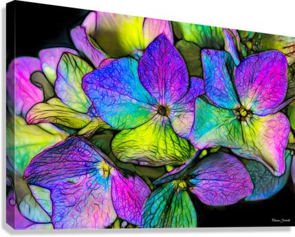 Hydrangea Canvas Print