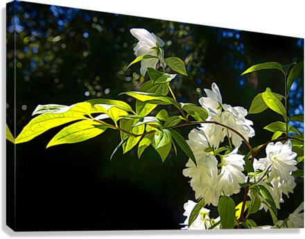 Snowbelle Canvas Print