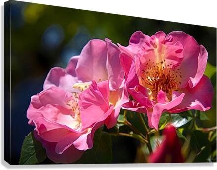 Summer Wine  Canvas Print