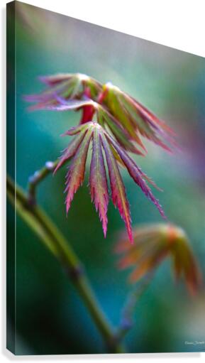Japanese maple Canvas Print