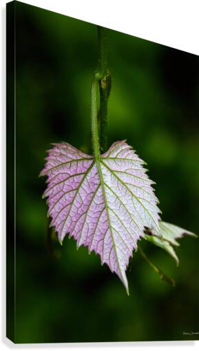 Young grape leaf Canvas Print