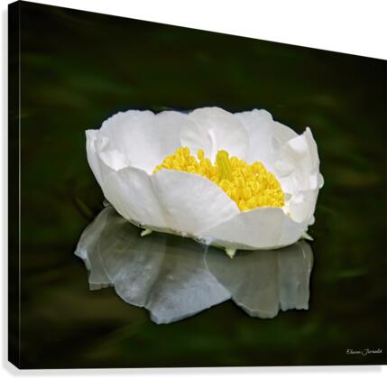 Serenity Canvas Print