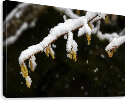 Quiet snowfall Canvas Print