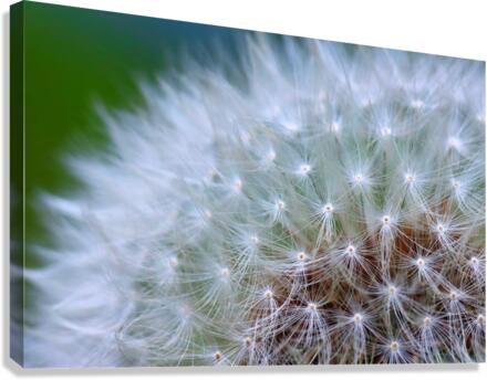Make a wish Canvas Print