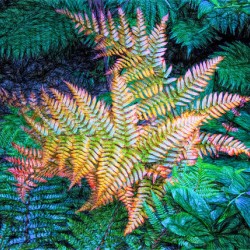 Autumn fern