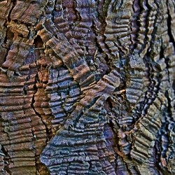 Cedar bark for texture