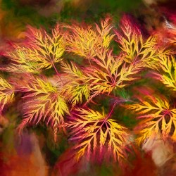 Fall Fireworks