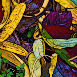 Fall colors 2